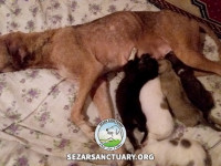 20-khomam-sezar-sanctuary