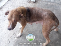 23-khomam-sezar-sanctuary