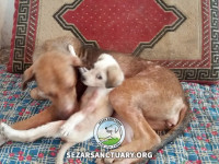 27-khomam-sezar-sanctuary