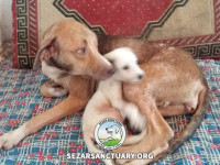 29-khomam-sezar-sanctuary