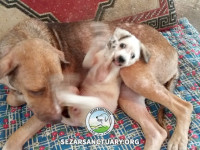 31-khomam-sezar-sanctuary