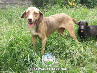 33-khomam-sezar-sanctuary