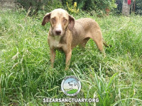 34-khomam-sezar-sanctuary