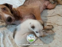 42-khomam-sezar-sanctuary