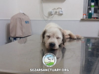 43-khomam-sezar-sanctuary