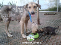 03-mamani-sezar-sanctuary