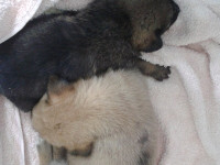 04-mamani-sezar-sanctuary