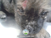 05-mamani-sezar-sanctuary