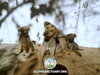 07-mamani-sezar-sanctuary