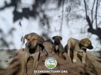 09-mamani-sezar-sanctuary