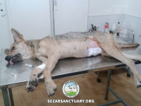 12-mamani-sezar-sanctuary