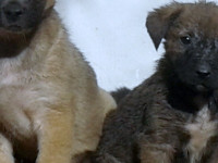 14-mamani-sezar-sanctuary