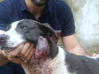 3-meshki-sezar-sanctuary