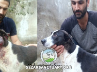 5-meshki-sezar-sanctuary