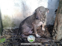 1-omid-sezar-sanctuary