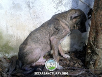 3-omid-sezar-sanctuary