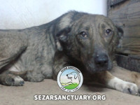 4-omid-sezar-sanctuary