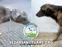 5-omid-sezar-sanctuary