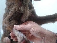 1-peppi-sezar-sanctuary