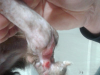 2-peppi-sezar-sanctuary