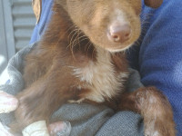 4-peppi-sezar-sanctuary