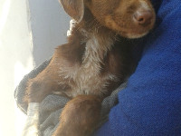 5-peppi-sezar-sanctuary