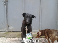 6-peppi-sezar-sanctuary