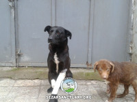 7-peppi-sezar-sanctuary