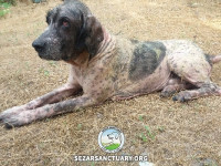 24-salar-sezar-sanctuary