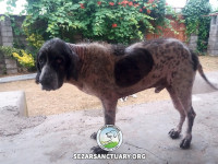 27-salar-sezar-sanctuary