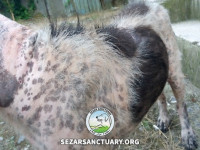 31-salar-sezar-sanctuary