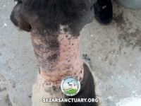 32-salar-sezar-sanctuary