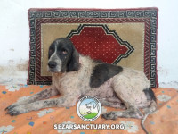 33-salar-sezar-sanctuary