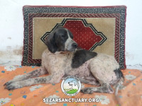 34-salar-sezar-sanctuary