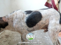 35-salar-sezar-sanctuary