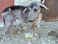 14-saman-sezar-sanctuary