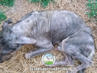 41-saman-sezar-sanctuary