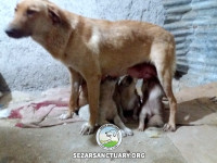 118-marge-gilan-sezar-sanctuary