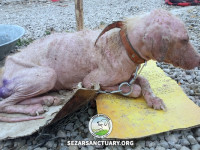 119-marge-gilan-sezar-sanctuary