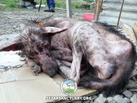 20-marge-gilan-sezar-sanctuary