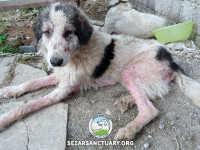 37-marge-gilan-sezar-sanctuary