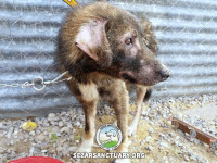 48-marge-gilan-sezar-sanctuary