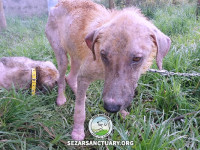 58-marge-gilan-sezar-sanctuary