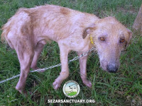 62-marge-gilan-sezar-sanctuary