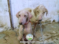 69-marge-gilan-sezar-sanctuary