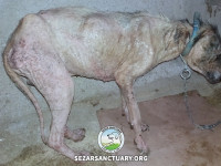 82-marge-gilan-sezar-sanctuary