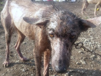 95-marge-gilan-sezar-sanctuary