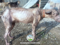 96-marge-gilan-sezar-sanctuary