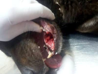 1-suzan-sezar-sanctuary