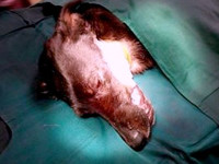 2-suzan-sezar-sanctuary